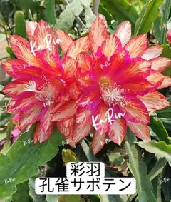 2026年最新】孔雀サボテン抜き苗の人気アイテム - メルカリ