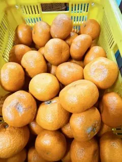 三ケ日みかん　約20k ‼️青島の大玉です‼️数量限定です