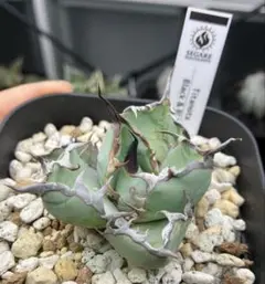 2025年最新】アガベ ブルーボールの人気アイテム - メルカリ