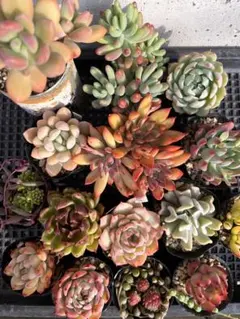 2.多肉植物　寄せ植え　まとめセット　初心者向け　詰め合わせ　多肉セット