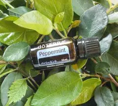 ５日（水）２１時迄【リピートKamiyama様】 リクエスト 2点 まとめ商品