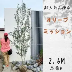 オリーブ ミッション☆超人気品種☆2.3M(鉢底から)品番A - メルカリ