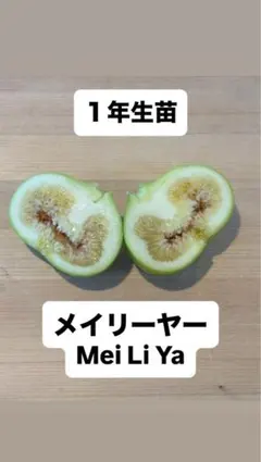 メイリーヤー　1年生苗　イチジクのサムネイル