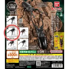 2026年最新】ノコギリクワガタの人気アイテム - メルカリ