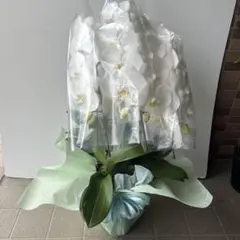 ②お盆・お供え御用途にお勧め‼︎ ラッピング付きホワイト胡蝶蘭 ① お盆・お供え御用途にお勧め‼︎ ラッピング付きホワイト胡蝶蘭