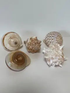 オカヤドカリ 宿貝 貝殻 特大サイズ 5個セット