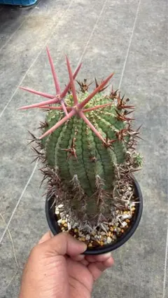 C*O様 Dyckia 'Pink Millipede' - メルカリ