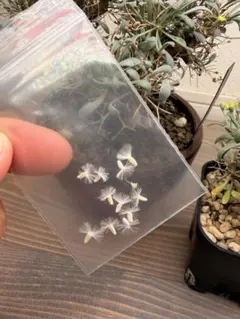 2026年最新】オトンナ ユーフォルビオイデスの人気アイテム - メルカリ