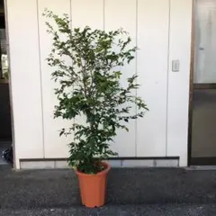 果実付 21ジャボチカバ 大葉系 四季咲 苗木 - メルカリ