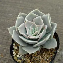 ののい様 リクエスト 3点 まとめ商品