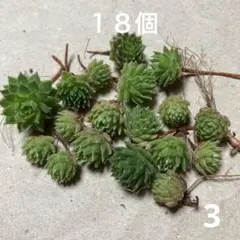 センペルビウム カット苗 10個セット名前不明2 - メルカリ