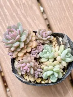 多肉植物 ぼのぼのさん苗 てんてんてまり - メルカリ