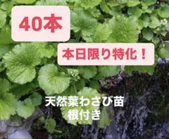 2026年最新】わさび 苗の人気アイテム - メルカリ