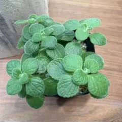 アロマティカス 発根苗 5本 (抜き苗)