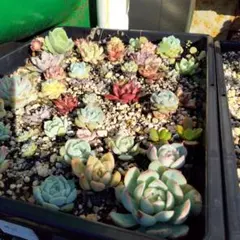 多肉植物 エケベリア 系　韓国苗　ランダムカット苗　5このサムネイル