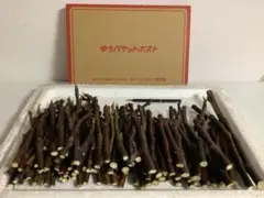 2026年最新】イチジク 挿し穂の人気アイテム - メルカリ