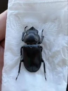 2025年最新】ウエストウッディ 標本の人気アイテム - メルカリ