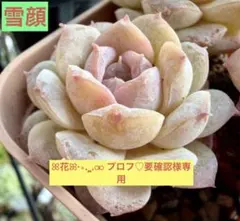 ꕤ花ꕤ·∗.¸¸.⚮ プロフ♡要確認様専用　プラグ苗6苗　ランダム発送