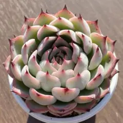 Ahskha様 リクエスト 3点 まとめ商品