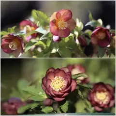 hananana544様専用クリスマスローズ 苗 ミスティーク×ミスティーク