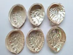 な17　日本海産天然あわび貝殻6個まとめ売り♪送料込み♪