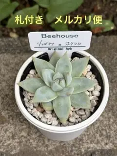 2025年最新】リンゼアナ おらいの人気アイテム - メルカリ