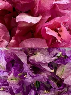 ドライフラワー✨ブーゲンビリア・ピンク＆薄いパープルセット✨おまけ付き