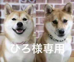 【ひろ様専用】室内用首輪　チョーカー　唐草模様　ハンドメイド