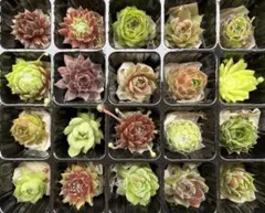 【センペルビウム】お名前付き20種セット⑧