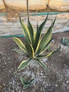 アガベ　サルミアナフェロックス　バターフィンガー　中株　引取限定 アガベ サルミアナフェロックス バターフィンガー 中株 引取限定