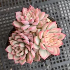 2026年最新】メビナ錦の人気アイテム - メルカリ