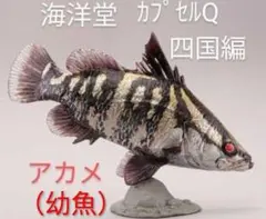 カプセルQ アカメ（幼魚） 四国編 日本の動物コレクション 海洋堂 内袋未開封品