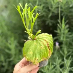 P. willinckii 'Leonids' OC - メルカリ