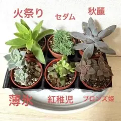 2026年最新】多肉植物 紅稚児の人気アイテム - メルカリ