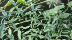 枝付き南天の葉200枚　無農薬