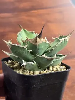 S*n様 Agave 'var. nevadensis ×Black&Blue' - メルカリ