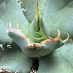 2026年最新】オアハカ アガベの人気アイテム - メルカリ