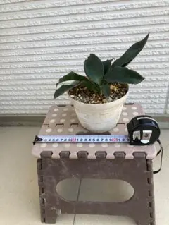 サンスベリア（サンセベリア） スブスピカタ 3株セット - メルカリ