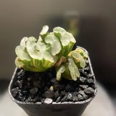 玉扇錦 子沢山 2025年最新】玉扇錦の人気アイテム - メルカリ