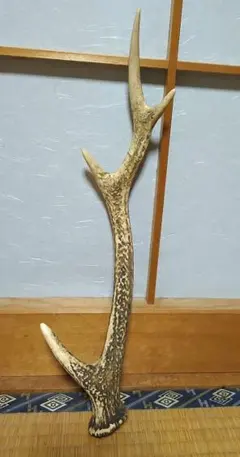 最終値下げ‼️ 鹿の角1本　天然もの ニホンジカ 41cm 欠けなし