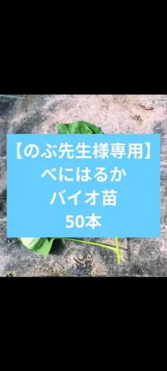 【のぶ先生様専用】べにはるかバイオ苗50本！！