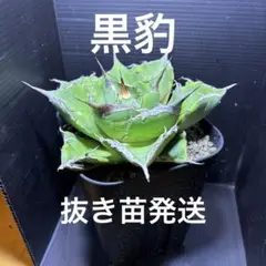 アガベ チタノタ 紅獅 【金剛】鉢植え発送‼️① - メルカリ