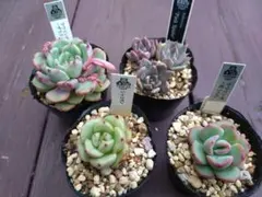 9 優木園　多肉植物　エケベリア　抜き苗 4種セット