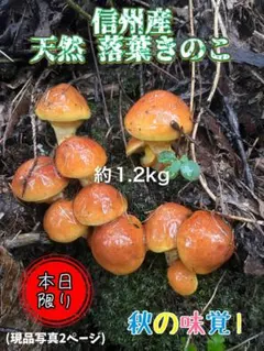 2025年最新】北海道落葉キノコの人気アイテム - メルカリ
