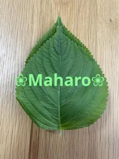 高知産 約10kg 贈答用 5玉 大玉マスクメロン 秀品 北海道沖縄発送