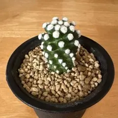 2025年最新】マミラリア サボテンの人気アイテム - メルカリ