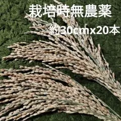 稲穂　ドライ　20本