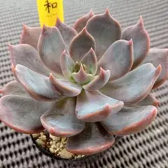 毒リンゴ 毒りんご 多肉 エケベリア ロウルサンコ 命名株 - メルカリ