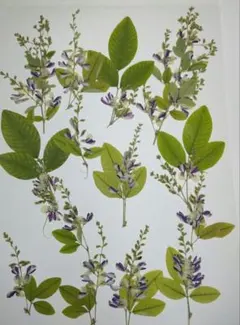 Item thumbnail for item 740189ef-3bd1-4a68-9333-70db91308e99