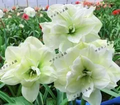 アマリリス球根　MLL　2462のサムネイル